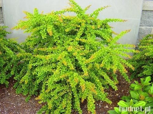 Berberys zimozielony